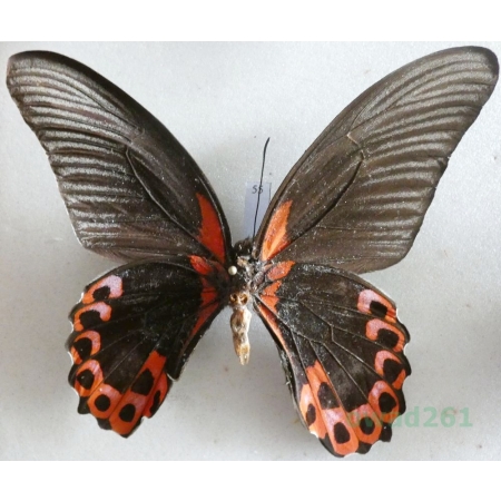 Papilio rumanzovia Eschscholtz, 1821 reverse Philippines 95mm55